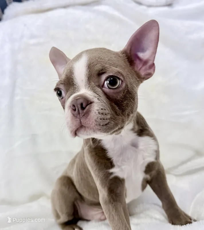 Charles - Lilac Male – Boston Terrier puppy for sale in Cincinnati, OH