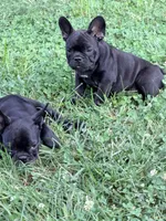 Walter, a male French Bulldog for sale in Cincinnati, OH – 3 of 6