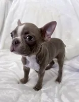 Chester - Lilac Male, a male Boston Terrier for sale in Cincinnati, OH – 3 of 6