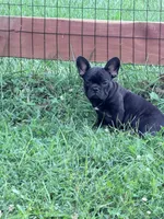 Walter, a male French Bulldog for sale in Cincinnati, OH – 4 of 6