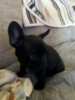 Walter, a male French Bulldog for sale in Cincinnati, OH – 2 of 6