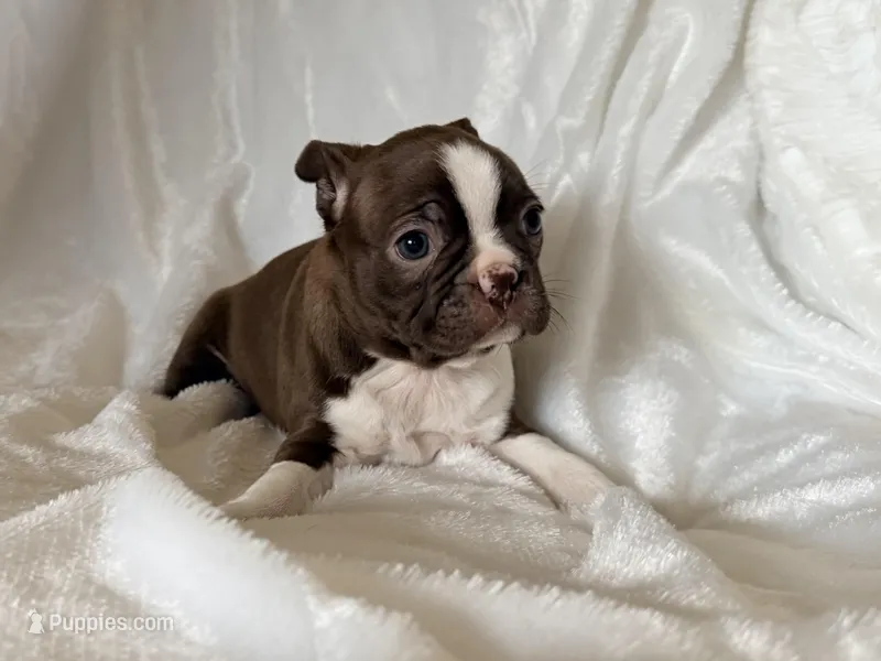 Ginger – Boston Terrier puppy for sale in Cincinnati, OH