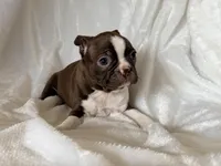 Ginger, a female Boston Terrier for sale in Cincinnati, OH – Photo 1 of 3