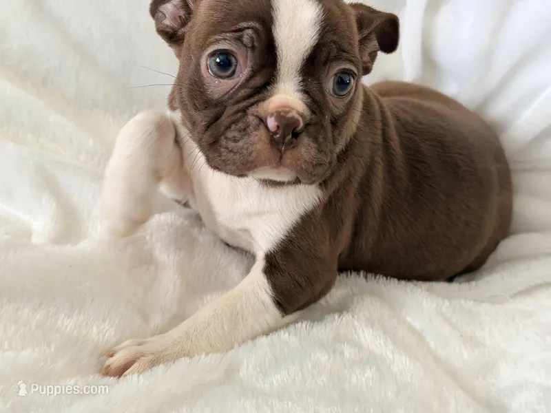 Maple – Boston Terrier puppy for sale in Cincinnati, OH