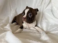 Ginger, a female Boston Terrier for sale in Cincinnati, OH – Photo 2 of 3