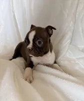 Ginger, a female Boston Terrier for sale in Cincinnati, OH – Photo 3 of 3