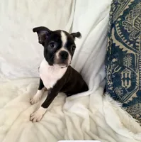Winston , a male Boston Terrier for sale in Cincinnati, OH – 4 of 6