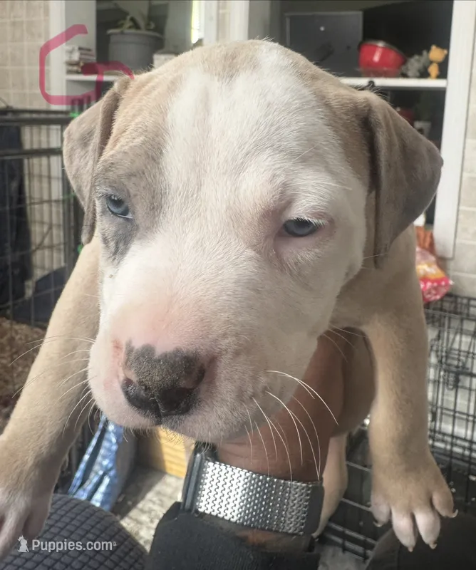 Celeste – American Bully puppy for sale in Lake Station, IN