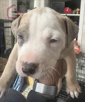 Celeste, a female American Bully for sale in Lake Station, IN – 1 of 9