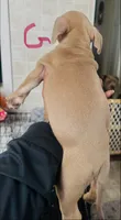 Keke , a female American Bully for sale in Lake Station, IN – 5 of 5