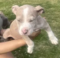 Charlotte , a female American Bully for sale in Lake Station, IN – 2 of 9