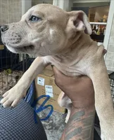 Poppa, a male American Bully for sale in Lake Station, IN – 6 of 6