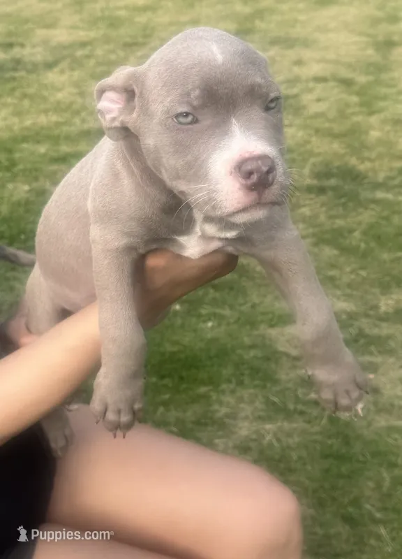 Blue – American Bully puppy for sale in Lake Station, IN
