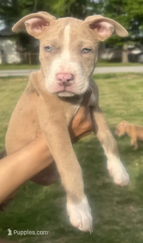 Camo – American Bully puppy for sale in Lake Station, IN
