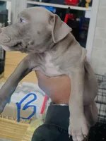Blue, a male American Bully for sale in Lake Station, IN – 3 of 8