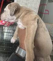 Celeste, a female American Bully for sale in Lake Station, IN – 3 of 9