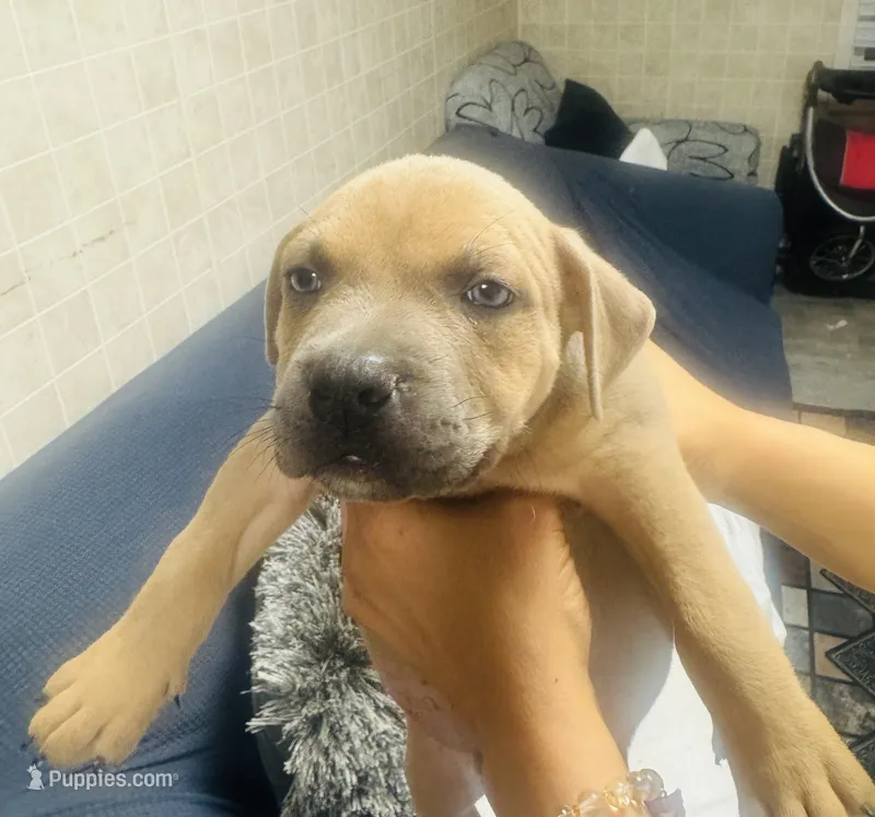 Bubba – American Bully puppy for sale in Lake Station, IN