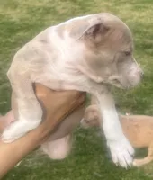 Charlotte , a female American Bully for sale in Lake Station, IN – 7 of 9