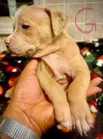 Beauty, a female American Bully for sale in Lake Station, IN – 2 of 7