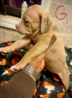 Beauty, a female American Bully for sale in Lake Station, IN – 5 of 7