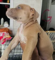 Keke , a female American Bully for sale in Lake Station, IN – 4 of 5