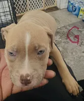 Keke , a female American Bully for sale in Lake Station, IN – 2 of 5