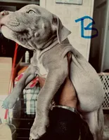 Blue, a male American Bully for sale in Lake Station, IN – 1 of 8