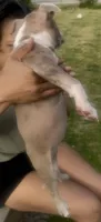 Charlotte , a female American Bully for sale in Lake Station, IN – 9 of 9