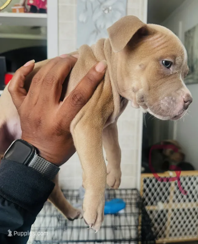 Keke  – American Bully puppy for sale in Lake Station, IN