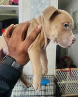 Keke , a female American Bully for sale in Lake Station, IN – 1 of 5