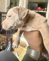 Celeste, a female American Bully for sale in Lake Station, IN – 2 of 9