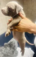 Blue, a male American Bully for sale in Lake Station, IN – 8 of 8