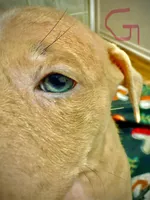 Beauty, a female American Bully for sale in Lake Station, IN – 7 of 7
