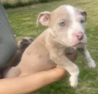 Charlotte , a female American Bully for sale in Lake Station, IN – 3 of 9
