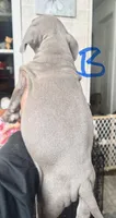 Blue, a male American Bully for sale in Lake Station, IN – 5 of 8