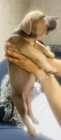 Bubba, a male American Bully for sale in Lake Station, IN – 2 of 7