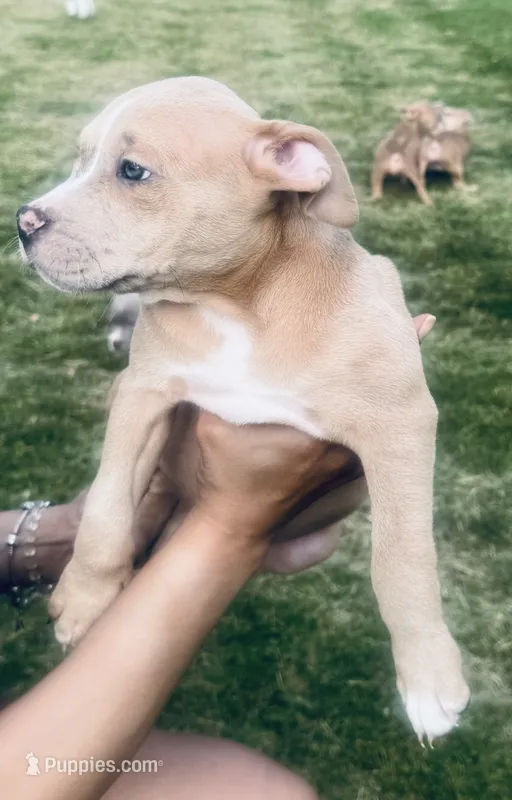 Beauty – American Bully puppy for sale in Lake Station, IN