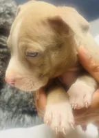 Camo, a male American Bully for sale in Lake Station, IN – 4 of 5
