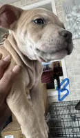 Poppa, a male American Bully for sale in Lake Station, IN – 3 of 6