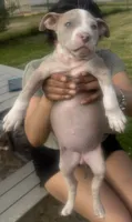 Charlotte , a female American Bully for sale in Lake Station, IN – 6 of 9