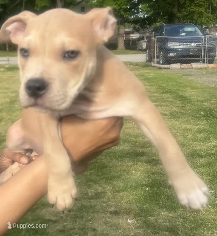 Poppa – American Bully puppy for sale in Lake Station, IN