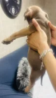 Bubba, a male American Bully for sale in Lake Station, IN – 4 of 7