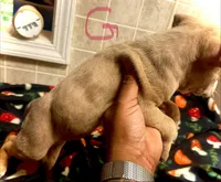 Beauty, a female American Bully for sale in Lake Station, IN – 3 of 7
