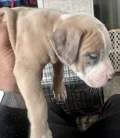 Celeste, a female American Bully for sale in Lake Station, IN – 7 of 9
