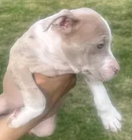 Charlotte , a female American Bully for sale in Lake Station, IN – 4 of 9