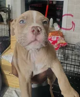 Keke , a female American Bully for sale in Lake Station, IN – 3 of 5