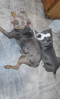 Bubba, a male American Bully for sale in Lake Station, IN – 6 of 7