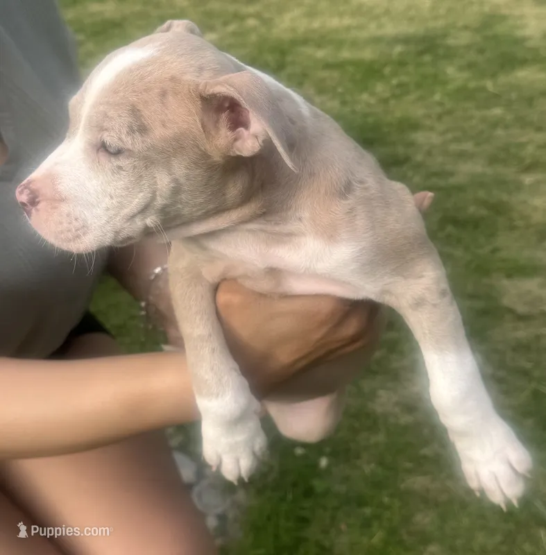 Charlotte  – American Bully puppy for sale in Lake Station, IN