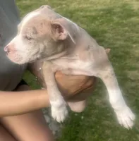 Charlotte , a female American Bully for sale in Lake Station, IN – 1 of 9