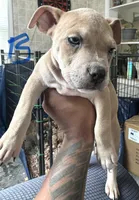 Poppa, a male American Bully for sale in Lake Station, IN – 1 of 6
